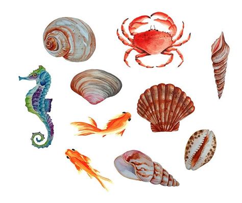 Sea Shells Art Print Set Of Watercolor Marine Bathroom Clipart