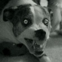 Rabid Dog Crazy Dog GIF - Rabid Dog Crazy Dog Show Teeth - Discover ...