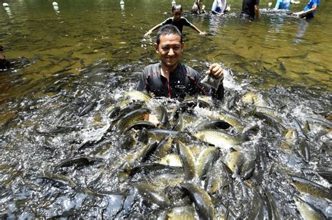 Penemuan Manusia Purba Bewah Man Bukti Tasik Kenyir Unik Destinasi