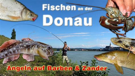 Fischen An Der Donau Angeln Auf Barben Und Zander Krebse Fangen In