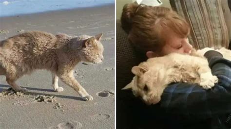 Une femme sauve un chat abandonné de 21 ans et lui offre les meilleurs