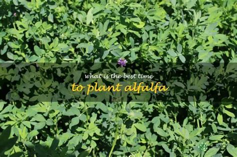 Unlock The Power Of Planting Alfalfa The Best Time To Plant For