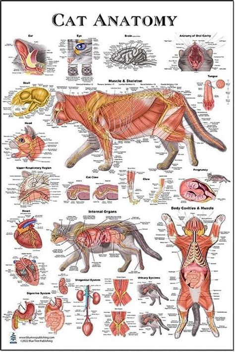 Cat Veterinary Anatomy Charts And Posters Anatomy Veterinary