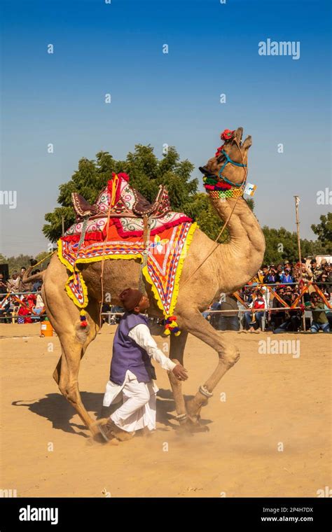 India Rajasthan Bikaner National Camel Research Centre Camel