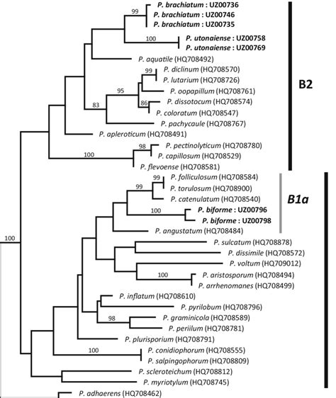 Maximum Likelihood Tree Of Three New Species Pythium Utonaiense P