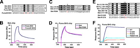 Puma BH3 Domain Binds Bak In The Canonical BH3 Binding Groove A