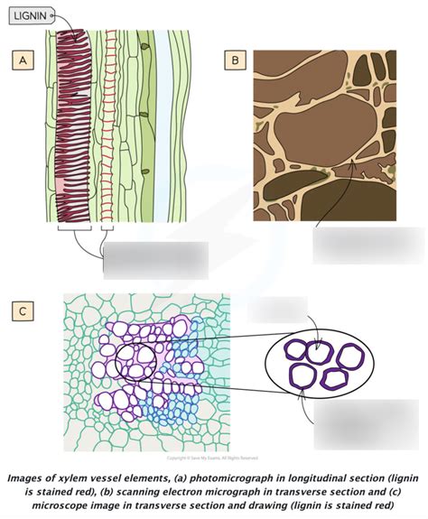 Xylem Diagram Diagram | Quizlet