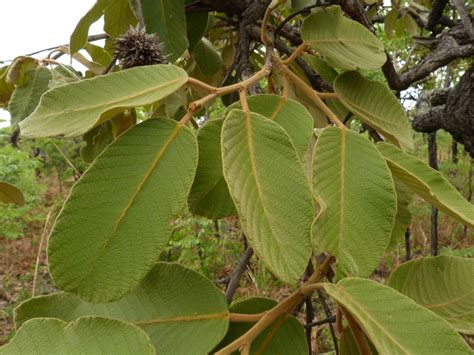 African Plants A Photo Guide Monotes Discolor R E Fr