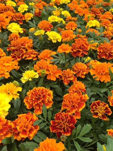 Marigold Bonanza Mix Sun Pahls Market Apple Valley Mn