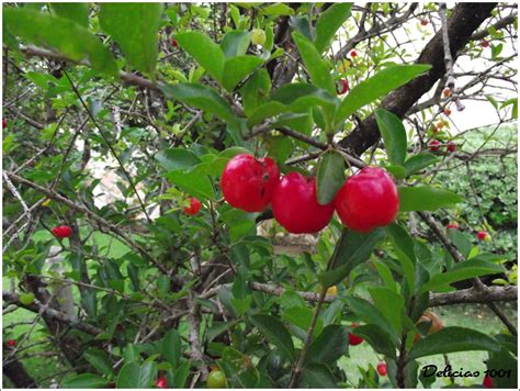 Meu Pomar Horta Jardim ACEROLA Delicias1001