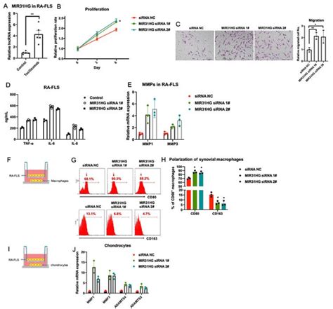 The Effects Of LncRNA MIR31HG On RA FLS Mediated Inflammation A The