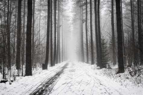 Fondos De Pantalla Luz De Sol Árboles Bosque Monocromo Rama Niebla Congelación árbol