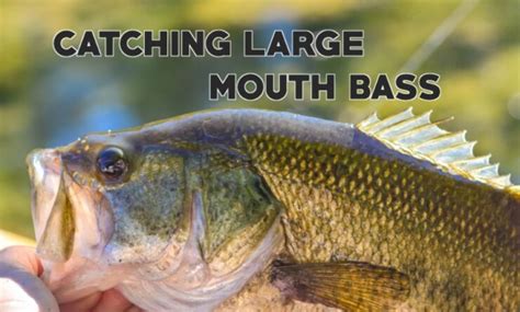 Best Bass Lures For Summer Pond Fishing 2024