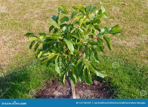 Okkernootboom Juglans Regia Met Groen Fruit Die Beginnen Te Rijpen Groene Okkernoot Op Een Boom