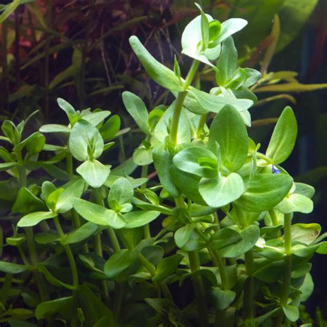 Bacopa Caroliniana Submerged Aquarium Plants Ubicaciondepersonascdmx