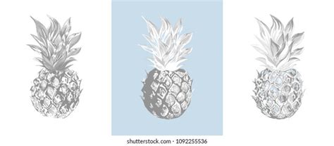 Pineapples Set Vector Images Hand Drawing Stock Vector Royalty Free