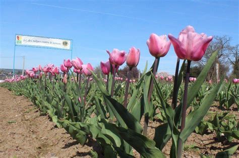 Entre Flers Et Cond Sur Noireau Ils Vendent Des Tulipes Contre Le