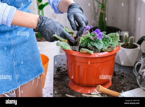 La mujer jardinera las manos trasplanción violeta en una olla Concepto