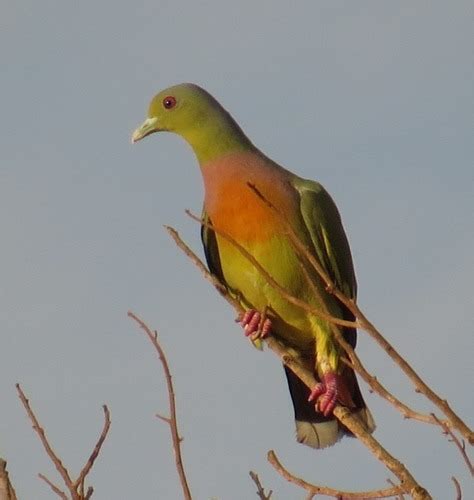 Orange Breasted Green Pigeon Treron Bicinctus Inaturalist