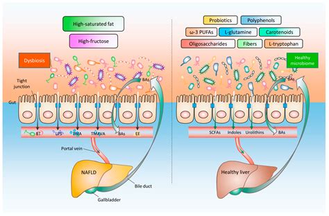 Ijms Free Full Text The Molecular And Mechanistic Insights Based On