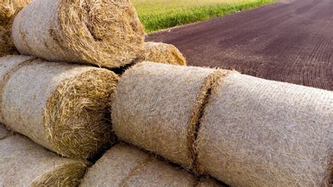 Premium Photo Many Bales Of Straw In The Field Many Bales Rolls Of