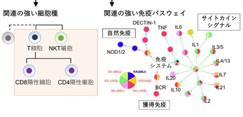 自己免疫疾患とアレルギー疾患に共通した遺伝的特徴を明らかに リソウ