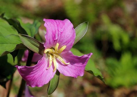 17 Best images about Flowers of NC Mountains on Pinterest | Gardens ...