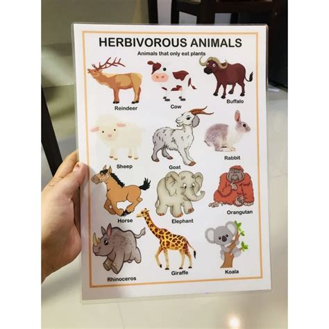 A4 Laminated Carnivore Herbivore Omnivore Animals Chart Shopee