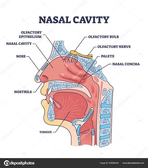 Nasal Conchae