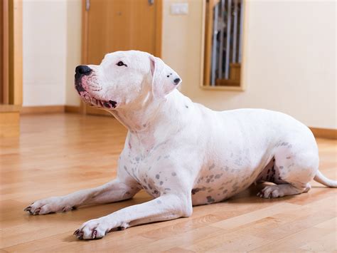 Gorgeous White Dogs 13 Most Beautiful White Dog Breeds