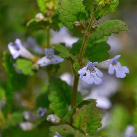 Ground Ivy – Identification and Prevention