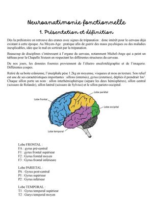 Neuroanatomie Partie 1 Neuroanatimonie Fonctionnelle 1