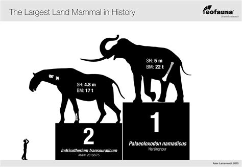 New largest known terrestrial mammal | The World of Animals