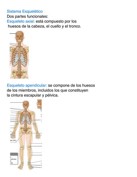 SOLUTION Sistema Esqueletico Studypool