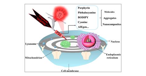 Organelle Targeted Photosensitizers For Precision Photodynamic Therapy