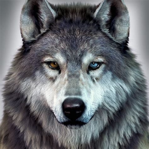 ArtStation - Heterochromia Wolf