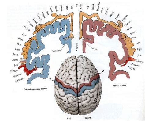 Pin By Andres Sanchez On Neuroanatomy Brain Anatomy Homunculus Brain