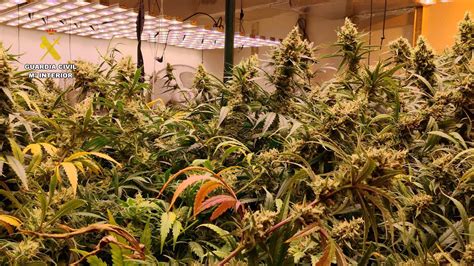 Desmantelada una plantación indoor con 1 712 plantas de marihuana en