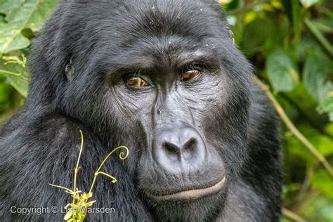 Days Bwindi Gorilla Trekking Tourismrendezvous