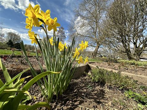 Yellow Daffodils In A Flower Field In Germany Stock Image Image Of