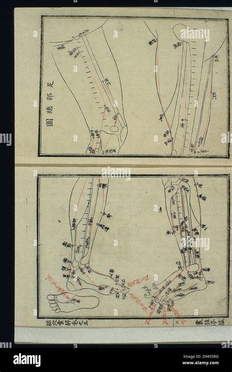 Acu Moxa Chart Channels And Acupoints Of The Leg And Foot Stock Photo