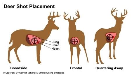 Whitetail Deer Passion: Make Your First Shot Count