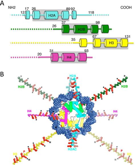 The Histone Fold Domains And N Terminal Tails A Cartoon Of The Histone