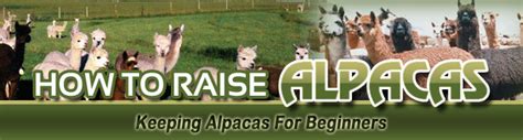 How To Raise Alpacas Raising Alpacas For Profit Can You Make A