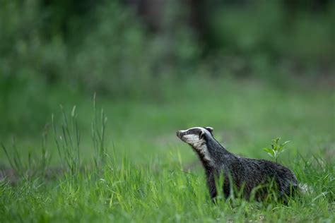 400 Best Names For Badger Name Generator Ideas FluentSlang