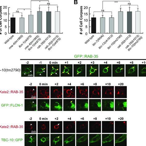 Rab And Ced Function In Parallel To Produce Ptdins P On The