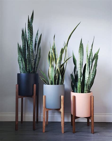 Three Potted Plants Sitting Next To Each Other On Top Of A Wooden Stand