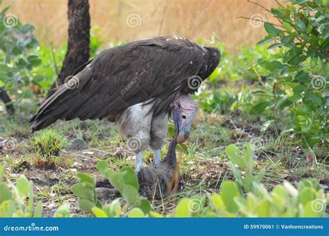 Vulture Eating Stock Photo - Image: 59970061