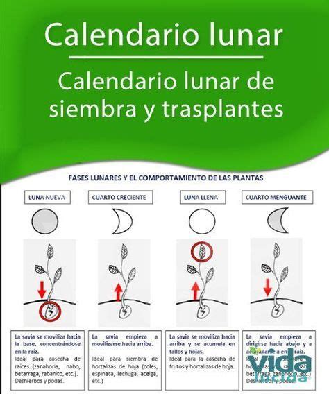 Calendario Lunar De Siembra Y Trasplantes Para Mejorar La Cosecha