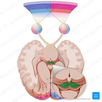 Superior colliculus: Anatomy and function | Kenhub